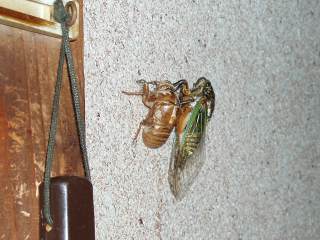 P7150005.jpg